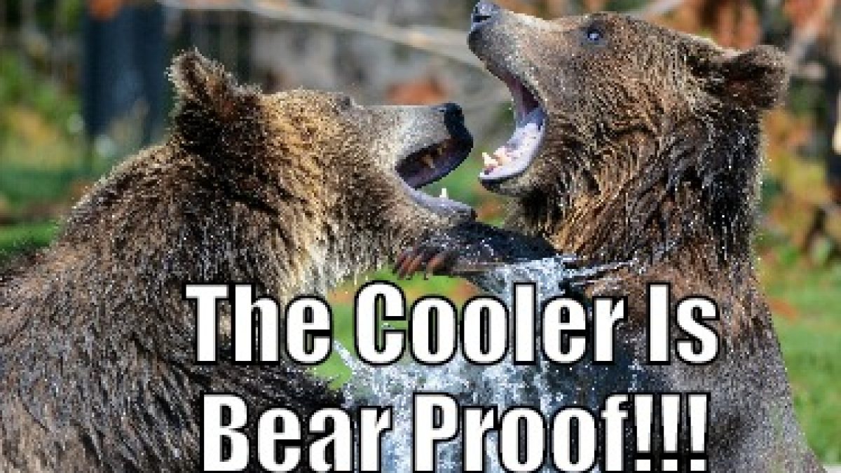 bear proof cooler