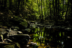 Creek hike