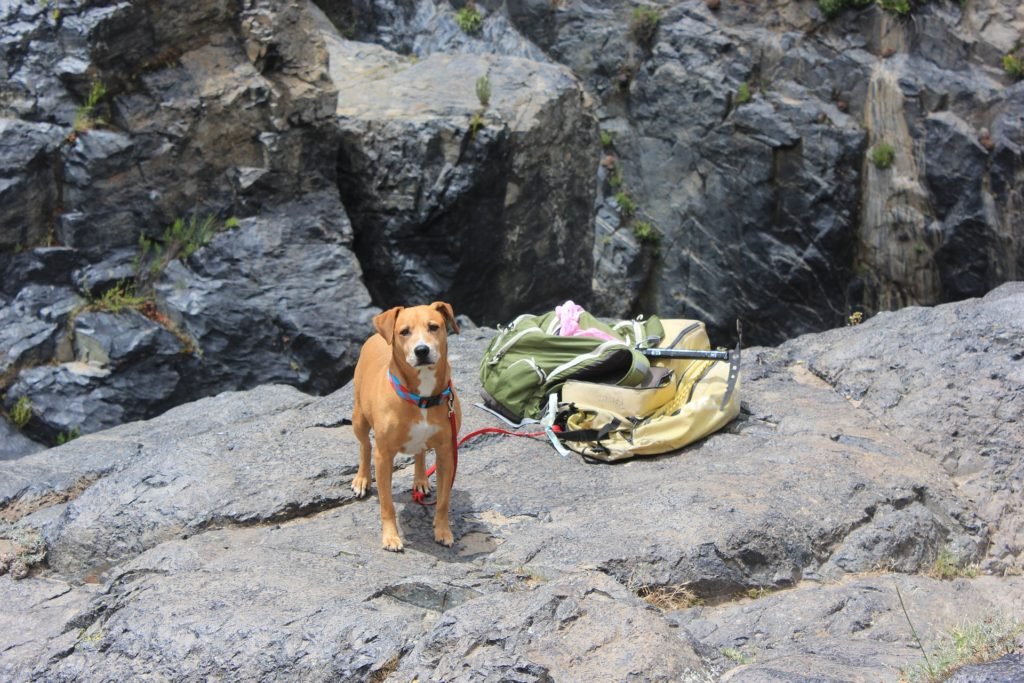 Camping with your dog