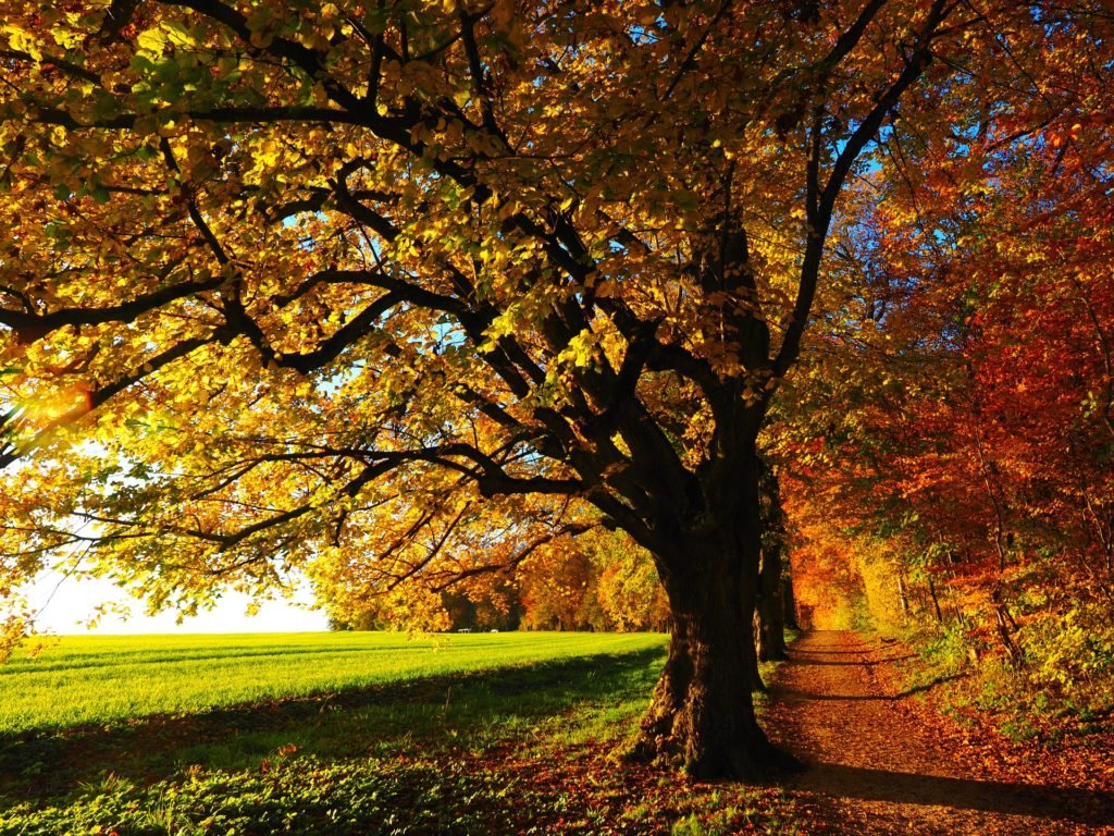 Trees For Hiking