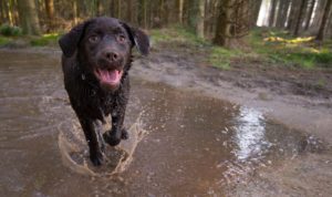 Dog running in mud